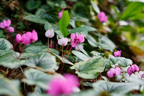 tanaman perbatasan, tanaman perbatasan taman, tanaman perbatasan februari hardy cyclamen