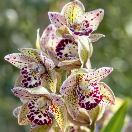 cymbidium