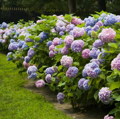 hydrangea