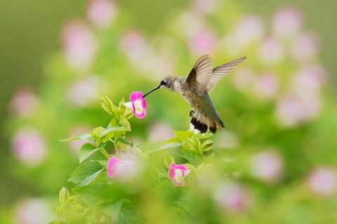 hummingbird archilochus colubris ruby ​​throated adalah spesies hummingbird yang umumnya menghabiskan musim dingin di Amerika Tengah dan bermigrasi ke amerika utara bagian timur untuk musim panas untuk berkembang biak itu adalah burung kolibri yang paling umum terlihat di sebelah timur sungai mississippi di utara Amerika