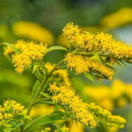 solidago canadensis kanada goldenrod kuning musim panas bunga tanaman obat