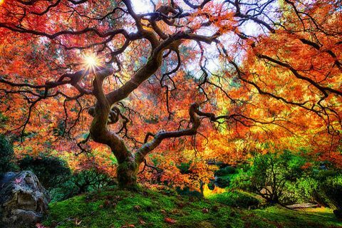 pemandangan musim gugur yang indah: pohon taman jepang, portland, oregon