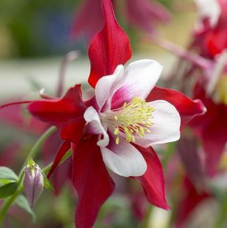 Aquilegia Red & White - Granny's Bonnet, Columbine Red Star