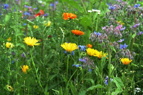 Bunga jagung, borage, apiun, marigold, dan Bunga Liar lainnya di padang rumput musim panas