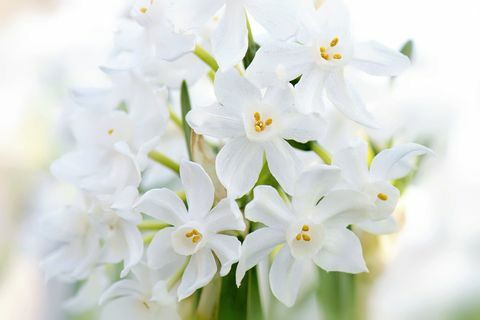 Bakung 'Kertas Putih' - Bakung Daffodil musim semi berbunga Narcissus panizzianus