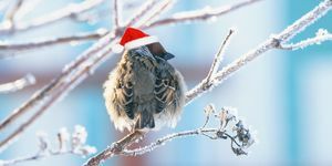 Sparrow berbulu lucu dalam topi merah meriah duduk di cabang-cabang ditutupi dengan embun beku putih di Taman Natal