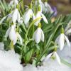 Galanthus Woronowii 'Elizabeth Harrison' Snowdrops Jual Untuk Ratusan Pound Di eBay