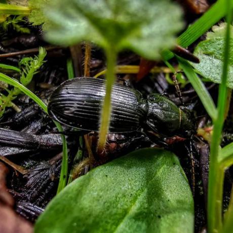 kumbang tanah kecil berlindung di bawah daun