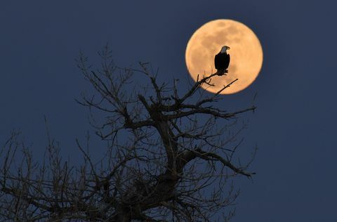 SUPER PINK MOON BALD EAGLE