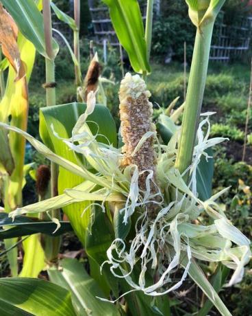 sebidang tanah jatah kebun millenial kiran growal