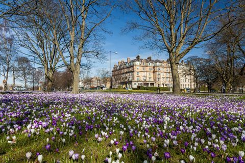 Hari musim semi di Harrogate dengan Crocus