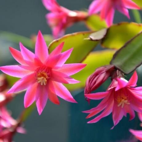 bunga zygocactus schlumbergera merah muda kembali diterangi oleh sinar matahari di taman juga dikenal sebagai kaktus kepiting, kaktus natal atau kaktus ucapan syukur