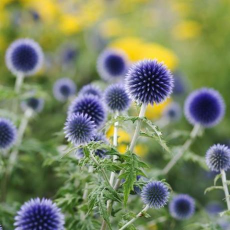 kepala thistle berwarna-warni di taman