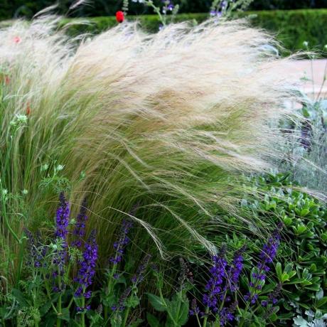 Stipa tenuissima