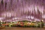 Taman bunga ini adalah tujuan paling ajaib bagi pecinta wisteria