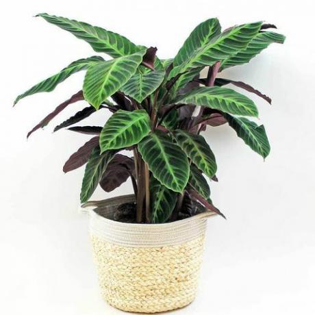 beludru calathea