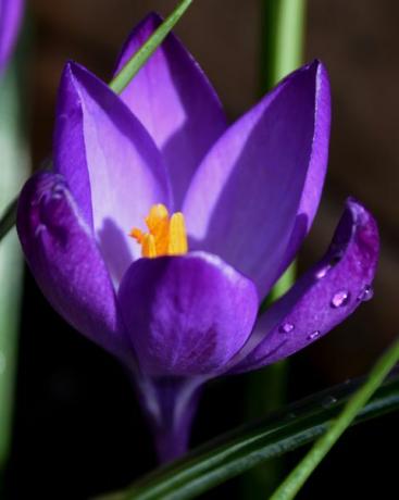 crocus ungu yang indah terbuka untuk musim semi, bunga kecil terberat saat mereka buka lebih awal untuk membawakan kita beberapa yang sangat dibutuhkan warna saat cuaca masih sengsara dan dingin saya menangkap yang satu ini di bawah sinar matahari yang telah menjadi komoditas langka akhir-akhir ini