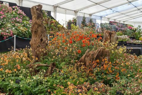 Timur Eden. Geum Mr Mojo di Floral Marquee di Festival Musim Semi RHS Malvern 2019.