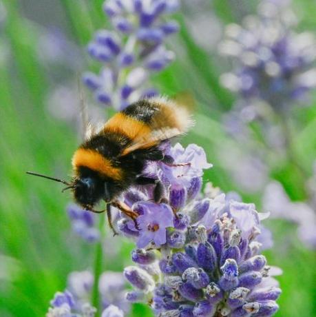 seekor lebah mengumpulkan nektar dari lavender, lebah juga akan tercakup dalam serbuk sari dan dipindahkan ke tanaman lain saat mencari makan