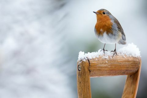 Robin di salju musim dingin - duduk di pegangan sekop