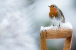 Hadiah Sempurna Untuk Robin, Burung Natal Favorit Semua Orang