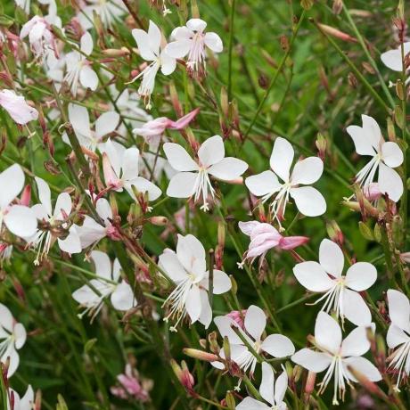 Gaura lindheimeri The Bride - Pabrik 'Kupu-Kupu Berputar'