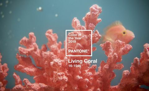 Warna Pantone Tahun 2019 - Living Coral