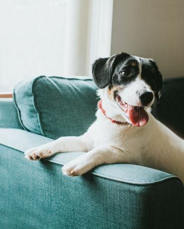 anjing hitam dan putih muda yang lucu duduk di sofa biru yang nyaman di depan jendela dia menggantung cakarnya lengan kursi dan memalingkan muka dari kamera lidahnya menjulur dan dia terlihat bahagia dan isi