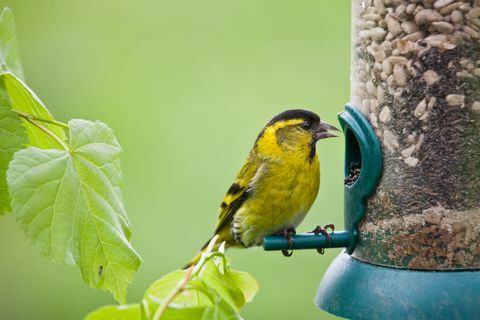 makan burung goldfinch dari pengumpan