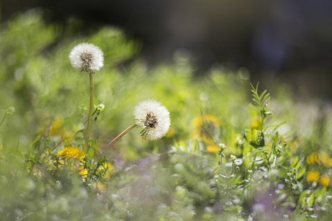 Dua dandelion di padang rumput