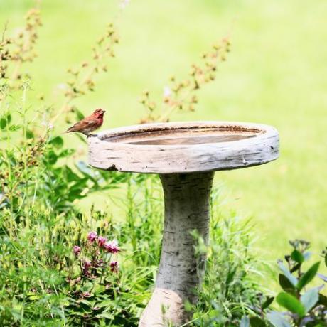 tren taman 2022 pemandian burung, burung kutilang rumah jantan merah di pemandian burung di taman bunga