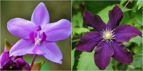 Bunga ungu: Ungu Clematis dan Anggrek Ungu