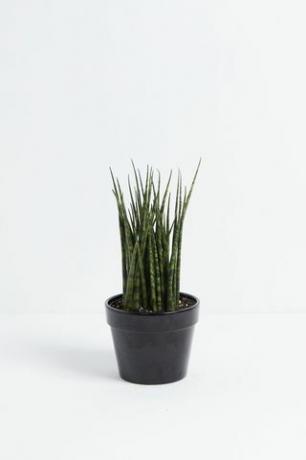 Sansevieria Fernwood