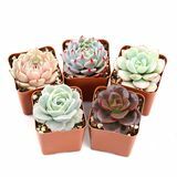 Rosette Succulents