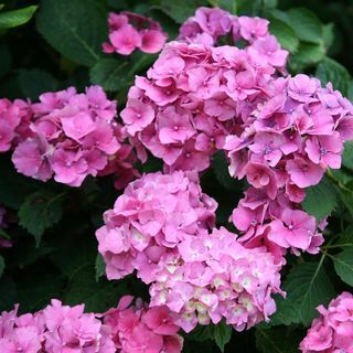 Hydrangea Macrophylla 'Altona'