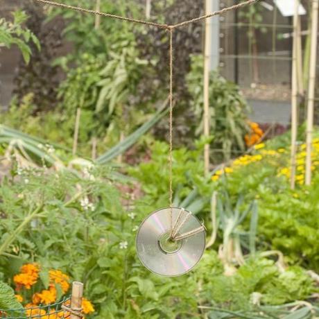 CD daur ulang digunakan sebagai scarer burung di kebun sayur