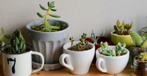 succulents-in-mug