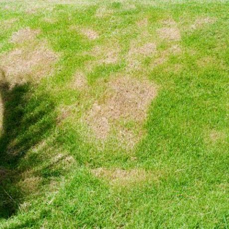 rumput mati dari latar belakang alam tambalan disebabkan oleh penghancuran jamur rhizoctonia solani daun rumput berubah dari hijau menjadi coklat mati dalam lingkaran latar belakang tekstur rumput rumput kering mati