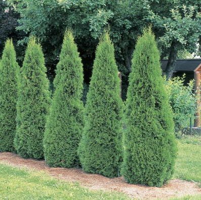 pohon arborvitae