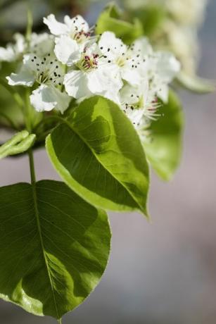 Pear, Callery pant Chanticleer, Pyrus calleryana Chanticleer, Bunga putih di pohon.