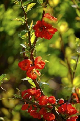 Chaenomeles (Chaenomeles), blossoms, Austria