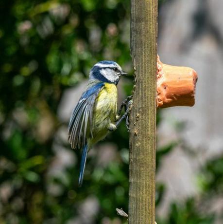 burung tit biru di taman margasatwa dengan pengumpan burung suet buatan sendiri