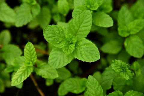 daun mint segar di taman