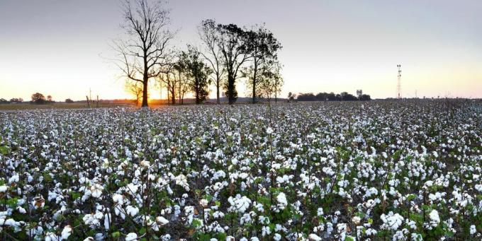 ladang kapas, clarksdale, mississippi