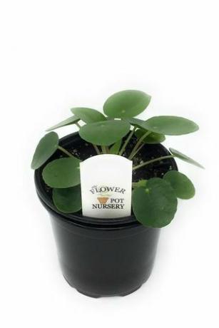 Pilea peperomioides, pot 4 inci