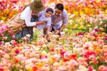 Mengapa Anda Harus Mengunjungi Ladang Bunga di Carlsbad Ranch