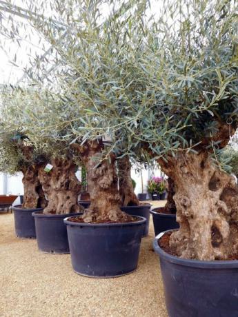 Gnarled-Hojiblanca-Bonsai-Olive-Tree