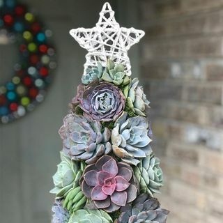 Aurora Succulent Tree