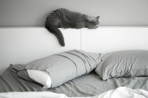 Kucing Rambut Pendek Inggris tidur di kepala tempat tidur