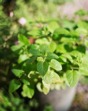 tanaman mint dalam pot di kebun sayur di bawah matahari